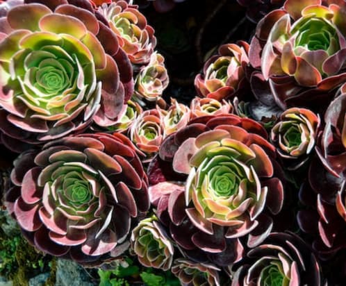 Foto de <a href="https://unsplash.com/es/@hjkp?utm_content=creditCopyText&utm_medium=referral&utm_source=unsplash">henry perks</a> en <a href="https://unsplash.com/es/fotos/un-grupo-de-flores-coloridas-6e-c4qZL5L4?utm_content=creditCopyText&utm_medium=referral&utm_source=unsplash">Unsplash</a>