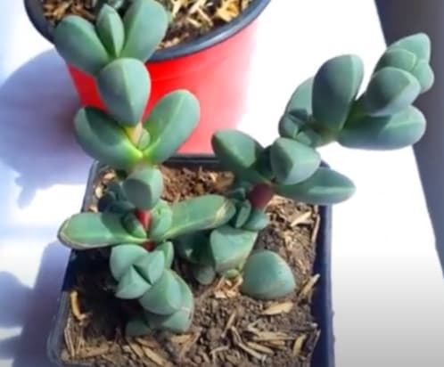 Delosperma Lehmannii
