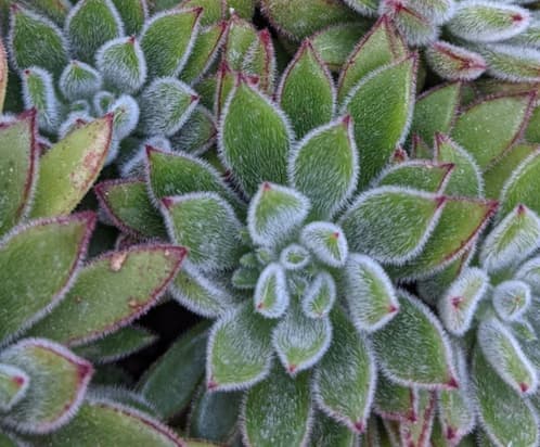 Foto de Javier: https://www.pexels.com/es-es/foto/modelo-jardin-hojas-verde-6675918/