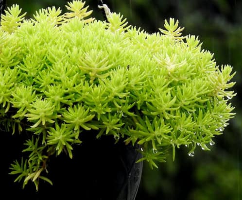Foto de Sharath G.: https://www.pexels.com/es-es/foto/planta-colgante-tiro-vertical-de-cerca-sedum-lineal-12973291/