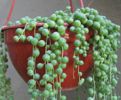 Senecio Rowleyanus