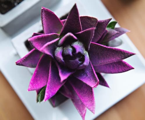 Foto de Tina Floersch en Unsplash