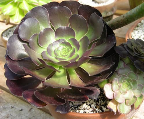 Aeonium-arboreum
