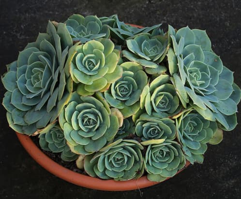 Echeveria Imbricata