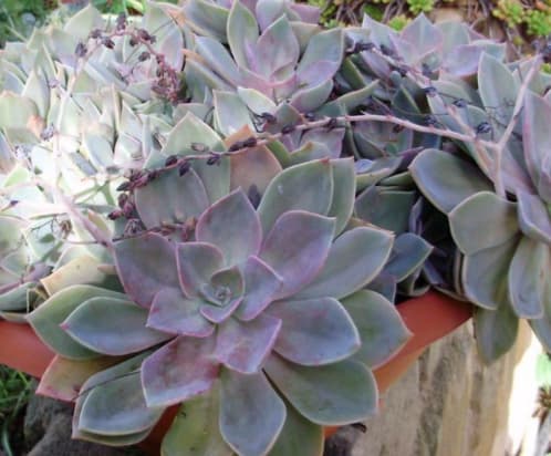 Graptoveria Douglas