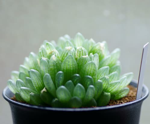 Haworthia Cymbiformis