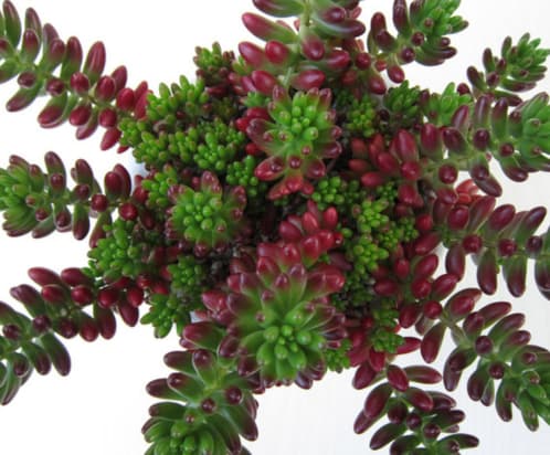 Suculentas que les gusta el agua - Sedum Rubrotinctum