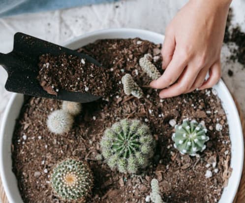 como-cuidar-de-los-cactus-y-suculentas-en-el-invierno