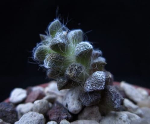 Anacampseros Arachnoides