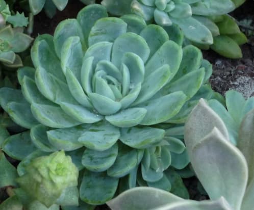 Echeveria-Elegans
