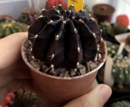 Gymnocalycium ‘Black Widow’