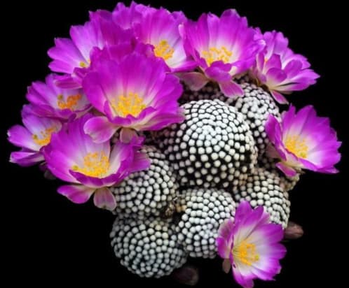 Mammillaria Luethyi