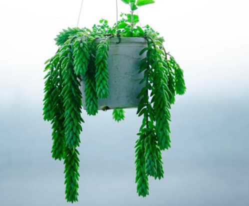 Foto de Thể Phạm: https://www.pexels.com/es-es/foto/naturaleza-decoracion-naturaleza-muerta-suculento-21875233/