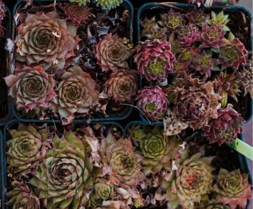 <a href="https://www.freepik.es/foto-gratis/cactus_3570753.htm#fromView=search&page=1&position=18&uuid=66603f14-fd3f-41be-92a5-d73e57cb6c71">Imagen de freepik</a>
