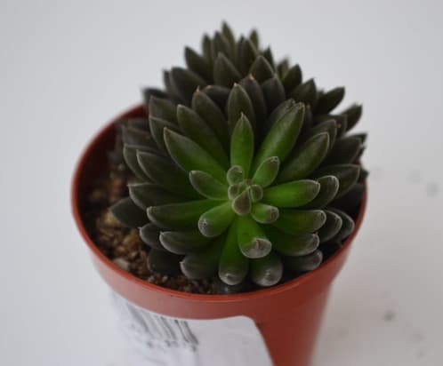 Sinocrassula Yunnanensis